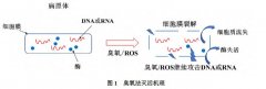 探討臭氧氧化技術(shù)在SARS-CoV-2 滅活中的應(yīng)用可行性